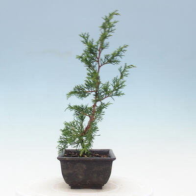 Venkovní bonsai - Juniperus chinensis Itoigawa-Jalovec čínský - 4