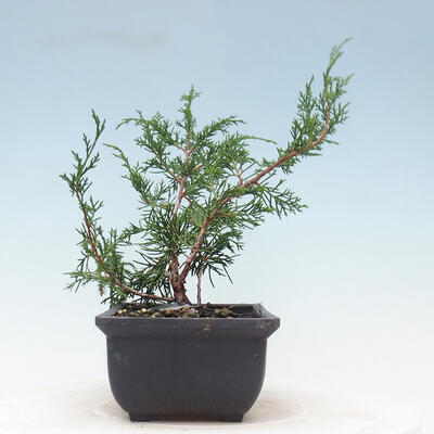 Venkovní bonsai - Juniperus chinensis Itoigawa-Jalovec čínský - 4