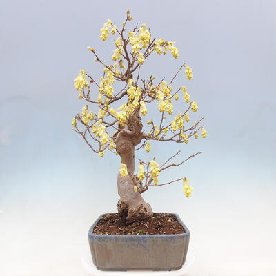 Venkovní bonsai - Lískoveček - Corylopsis Spicata - 4