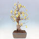 Venkovní bonsai - Lískoveček - Corylopsis Spicata - 4/7