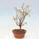 Venkovní bonsai - Prunus incisa Kojou-no mai-Višeň vyříznutá - 4/6