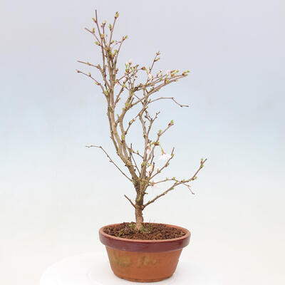 Venkovní bonsai - Prunus incisa Kojou-no mai-Višeň vyříznutá - 4
