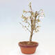 Venkovní bonsai - Prunus incisa Kojou-no mai-Višeň vyříznutá - 4/6