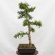Venkovní bonsai - Hloh - Crataegus monogyna - 4/6