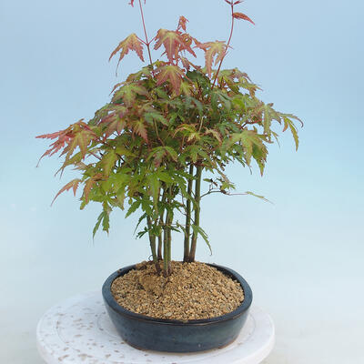 Acer palmatum  - Javor dlanitolistý - lesík - 4