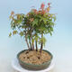 Acer palmatum  - Javor dlanitolistý - lesík - 4/4
