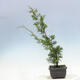 Venkovní bonsai - Juniperus chinensis Itoigawa-Jalovec čínský - 4/4