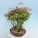 Acer palmatum  - Javor dlanitolistý - lesík - 4/4