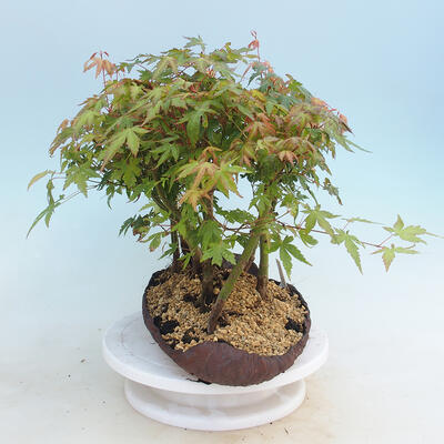 Acer palmatum  - Javor dlanitolistý - lesík - 4