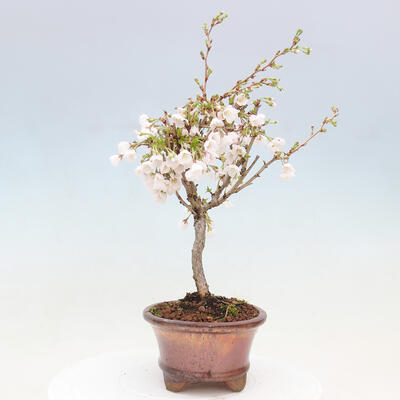 Venkovní bonsai - Prunus incisa Kojou-no mai-Višeň vyříznutá - 4