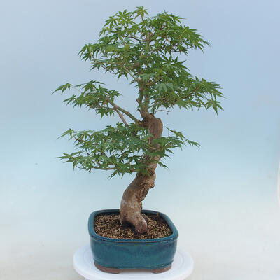 Acer palmatum  - Javor dlanitolistý - 4
