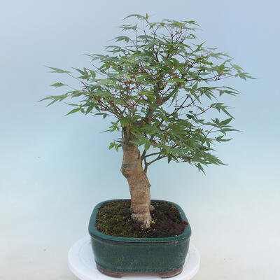 Acer palmatum  - Javor dlanitolistý - 4