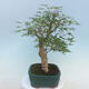 Acer palmatum  - Javor dlanitolistý - 4/5