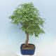 Acer palmatum  - Javor dlanitolistý - 4/5