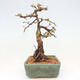 Venkovní bonsai -Larix decidua - Modřín opadavý - 4/5