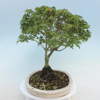 Acer palmatum KIOHIME - Javor dlanitolistý - 4