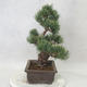 Venkovní bonsai - Pinus parviflora - Borovice drobnokvětá - 4/5