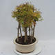 Venkovní bonsai - Pseudolarix amabilis - Pamodřín - lesík - 4/5