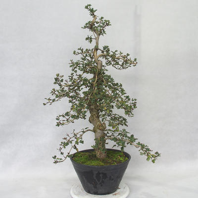 Venkovní bonsai - Hloh růžové květy - Crataegus laevigata paul´s  Scarlet - 4