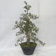 Venkovní bonsai - Hloh růžové květy - Crataegus laevigata paul´s  Scarlet - 4/7