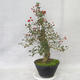 Venkovní bonsai - Hloh bílé květy - Crataegus laevigata - 4/6