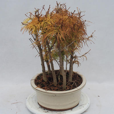 Venkovní bonsai - Pseudolarix amabilis - Pamodřín - lesík - 4