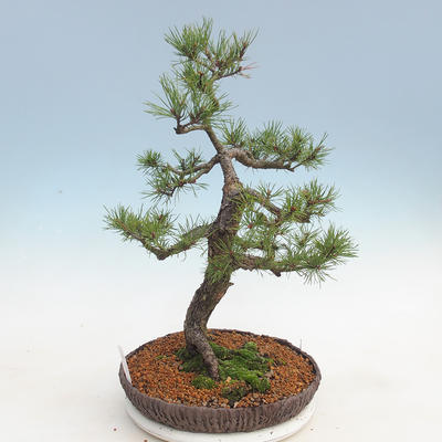 Venkovní bonsai - Pinus sylvestris - Borovice lesní - 4
