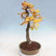 Venkovní bonsai Quercus - dub - 4/5
