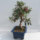 Venkovní bonsai - Malus halliana -  Maloplodá jabloň - 4/6