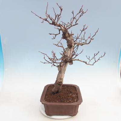 Venkovní bonsai Quercus - KIWI - actinidia - 4