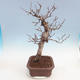 Venkovní bonsai Quercus - KIWI - actinidia - 4/5