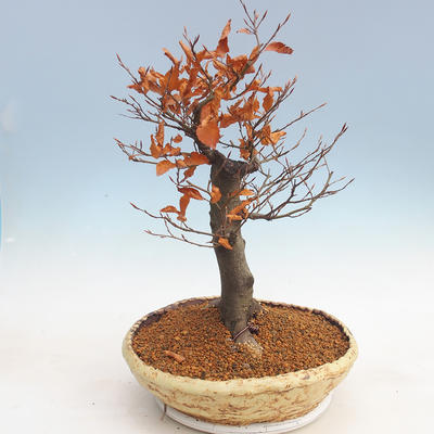 Venkovní bonsai - Fagus sylvatica - Buk lesní - 4