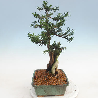 Venkovní bonsai - Taxus bacata  - Tis červený - 4