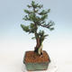 Venkovní bonsai - Taxus bacata  - Tis červený - 4/5