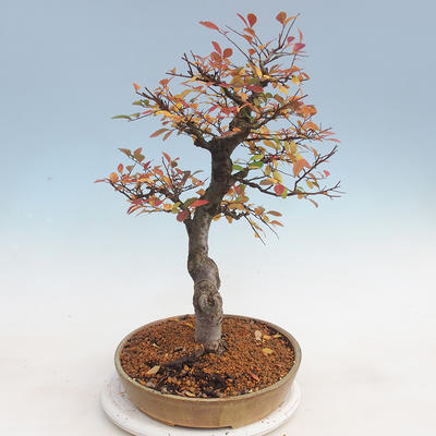 Venkovní bonsai-Ulmus parviflora-Jílm malolistý - 4