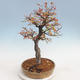 Venkovní bonsai-Ulmus parviflora-Jílm malolistý - 4/5