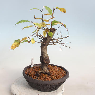 Venkovní bonsai -Carpinus  betulus - Habr obecný - 4