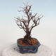 Venkovní bonsai-Mochna křovitá - potentila fruticosa žlutá - 4/5