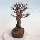 Venkovní bonsai-Mochna křovitá - potentila fruticosa žlutá - 4/6