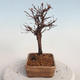 Venkovní bonsai-Mochna křovitá - potentila fruticosa žlutá - 4/5