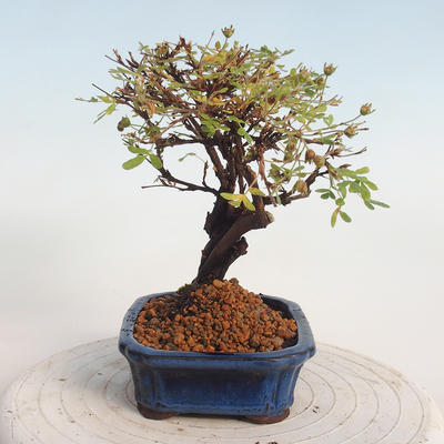Venkovní bonsai-Mochna křovitá - potentila fruticosa žlutá - 4