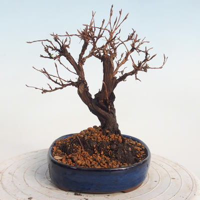 Venkovní bonsai-Mochna křovitá - potentila fruticosa žlutá - 4