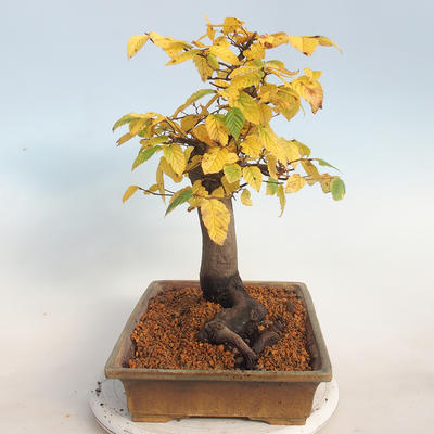 Venkovní bonsai -Carpinus  betulus - Habr obecný - 4