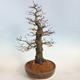 Venkovní bonsai -Carpinus  betulus - Habr obecný - 4/5