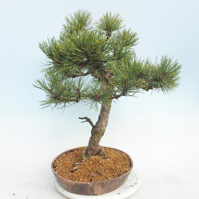 Venkovní bonsai - Pinus Mugo - Borovice kleč - 4