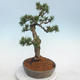 Venkovní bonsai - Pinus Mugo - Borovice kleč - 4/5