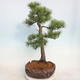Venkovní bonsai - Pinus sylvestris - Borovice lesní - 4/5