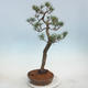 Venkovní bonsai - Pinus sylvestris - Borovice lesní - 4/5