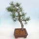 Venkovní bonsai - Pinus Nigra - Borovice černá - 4/5