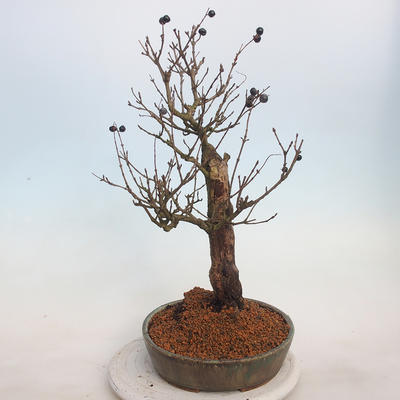 Venkovní bonsai - ptačí zob Ligustrum - 4